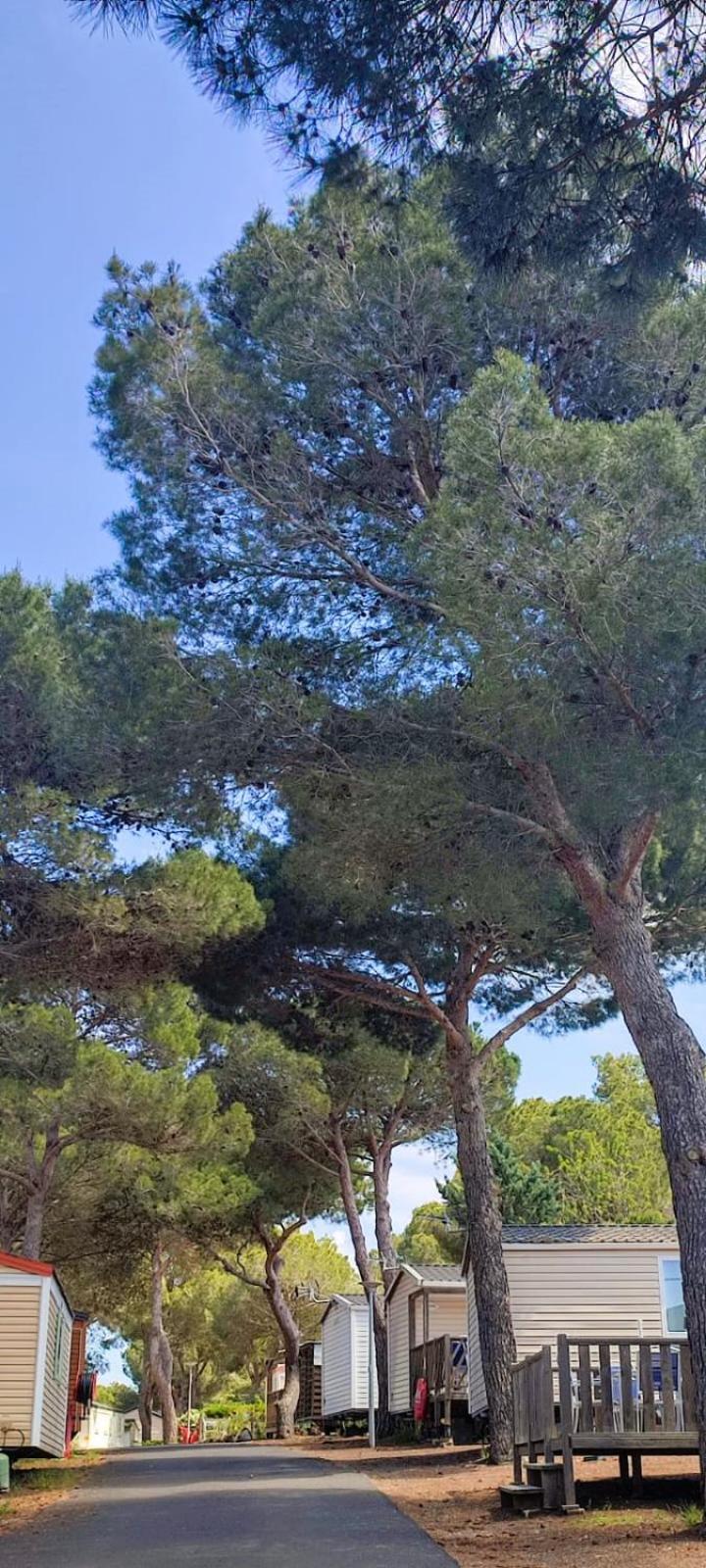 Domaine Residentiel De Plein Air Odalys La Pinede 아그 외부 사진