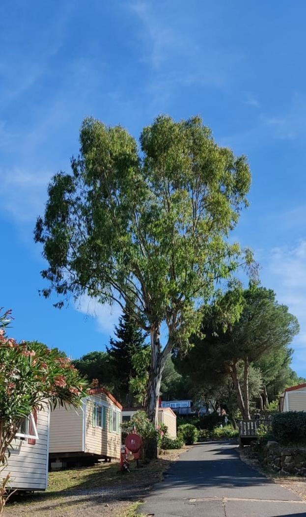 Domaine Residentiel De Plein Air Odalys La Pinede 아그 외부 사진